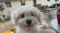 Tot, a female Lhasa Apso and Maltese for sale in Bradford, AR – 4 of 5