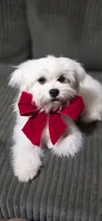 Tot, a female Lhasa Apso and Maltese for sale in Bradford, AR – 2 of 5
