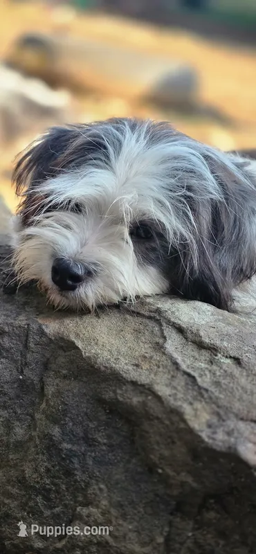 Holly – Lhasa Apso, Maltese puppy for sale in Bradford, AR