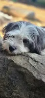 Holly, a female Lhasa Apso and Maltese for sale in Bradford, AR – 1 of 6