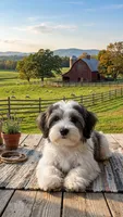 Holly, a female Lhasa Apso and Maltese for sale in Bradford, AR – 3 of 6