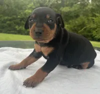 Owen Blk M, a male Miniature Pinscher for sale in Rolla, MO – 4 of 10