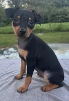 Athena SMALL F, a female Miniature Pinscher for sale in Rolla, MO – 3 of 8