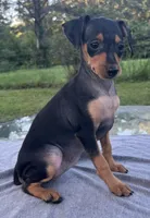 Sophie SMALL F, a female Miniature Pinscher for sale in Rolla, MO – 4 of 9