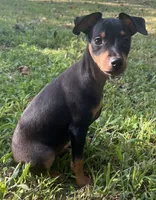 Porter SMALL M, a male Miniature Pinscher for sale in Rolla, MO – 6 of 9