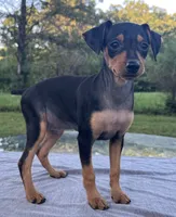 Sophie SMALL F, a female Miniature Pinscher for sale in Rolla, MO – 3 of 9