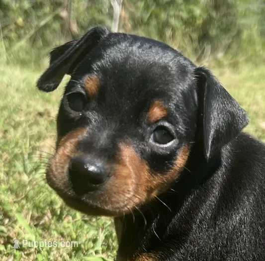 Walter SMALL M – Miniature Pinscher puppy for sale in Rolla, MO