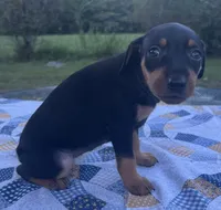Agnes, a female Miniature Pinscher for sale in Rolla, MO – 6 of 9