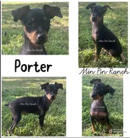 Porter SMALL M, a male Miniature Pinscher for sale in Rolla, MO – 9 of 9