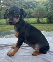 Holly SMALL F, a female Miniature Pinscher for sale in Rolla, MO – 2 of 7