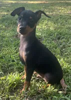 Porter SMALL M, a male Miniature Pinscher for sale in Rolla, MO – 4 of 9