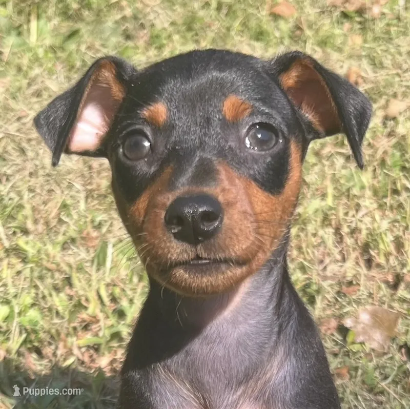 Lucille – Miniature Pinscher puppy for sale in Rolla, MO