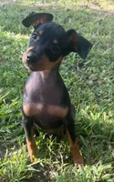 Porter SMALL M, a male Miniature Pinscher for sale in Rolla, MO – 2 of 9