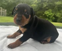 Owen Blk M, a male Miniature Pinscher for sale in Rolla, MO – 3 of 10