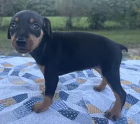 Agnes, a female Miniature Pinscher for sale in Rolla, MO – 4 of 9