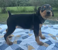Ethyl, a female Miniature Pinscher for sale in Rolla, MO – 6 of 9
