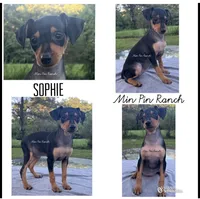 Sophie SMALL F, a female Miniature Pinscher for sale in Rolla, MO – 8 of 9