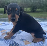 Lucille, a female Miniature Pinscher for sale in Rolla, MO – 4 of 9