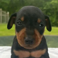 Owen Blk M, a male Miniature Pinscher for sale in Rolla, MO – 1 of 10