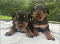 Owen Blk M, a male Miniature Pinscher for sale in Rolla, MO – 9 of 10