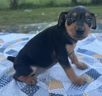 Ethyl, a female Miniature Pinscher for sale in Rolla, MO – 5 of 9
