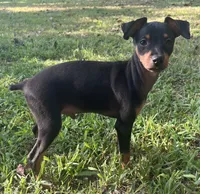 Porter SMALL M, a male Miniature Pinscher for sale in Rolla, MO – 3 of 9