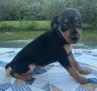 Lucille, a female Miniature Pinscher for sale in Rolla, MO – 3 of 9