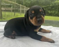 Alfred Blk M, a male Miniature Pinscher for sale in Rolla, MO – 5 of 10