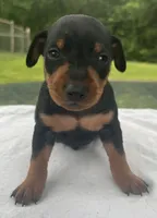 Owen Blk M, a male Miniature Pinscher for sale in Rolla, MO – 2 of 10