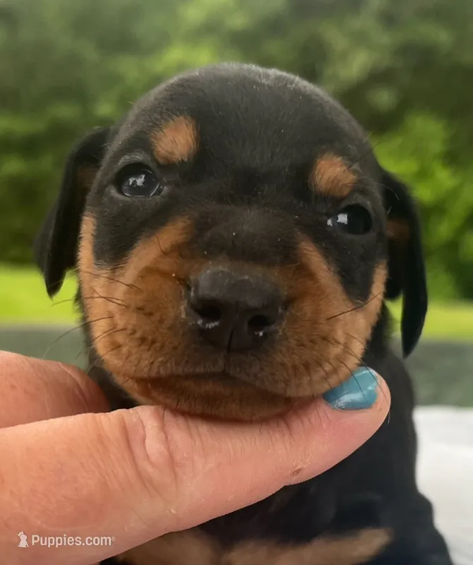 Alfred Blk M – Miniature Pinscher puppy for sale in Rolla, MO