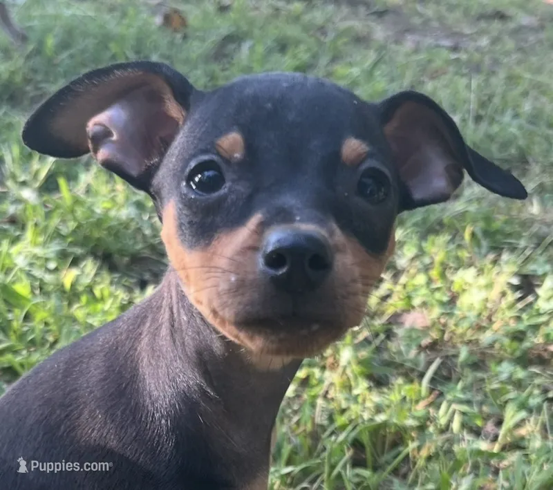 Athena SMALL F – Miniature Pinscher puppy for sale in Rolla, MO