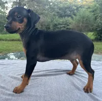 Holly SMALL F, a female Miniature Pinscher for sale in Rolla, MO – 6 of 7