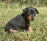 Walter SMALL M, a male Miniature Pinscher for sale in Rolla, MO – 5 of 7