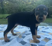 Agnes, a female Miniature Pinscher for sale in Rolla, MO – 5 of 9
