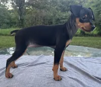 Athena SMALL F, a female Miniature Pinscher for sale in Rolla, MO – 6 of 8