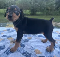 Ethyl, a female Miniature Pinscher for sale in Rolla, MO – 4 of 9