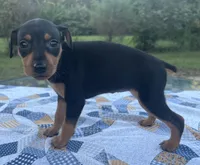 Lucille, a female Miniature Pinscher for sale in Rolla, MO – 5 of 9