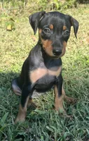Agnes, a female Miniature Pinscher for sale in Rolla, MO – 3 of 10