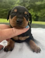Alfred Blk M, a male Miniature Pinscher for sale in Rolla, MO – 2 of 10