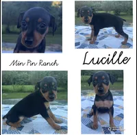 Lucille, a female Miniature Pinscher for sale in Rolla, MO – 8 of 9