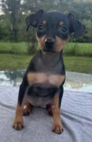 Athena SMALL F, a female Miniature Pinscher for sale in Rolla, MO – 2 of 8