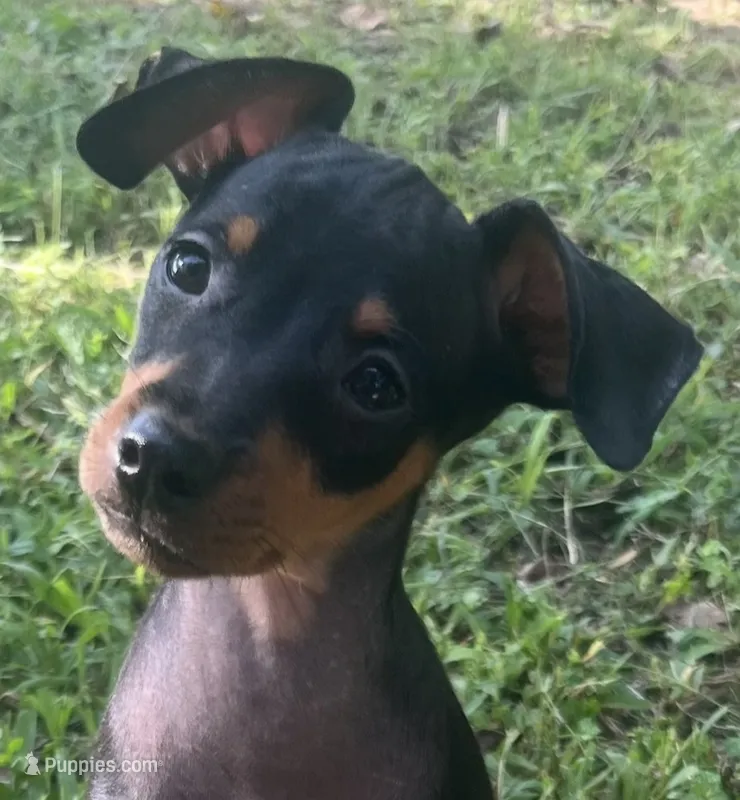 Porter SMALL M – Miniature Pinscher puppy for sale in Rolla, MO