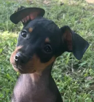 Porter SMALL M, a male Miniature Pinscher for sale in Rolla, MO – 1 of 9