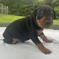 Owen Blk M, a male Miniature Pinscher for sale in Rolla, MO – 5 of 10