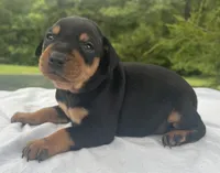 Alfred Blk M, a male Miniature Pinscher for sale in Rolla, MO – 8 of 10