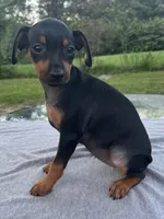 Holly SMALL F, a female Miniature Pinscher for sale in Rolla, MO – 3 of 7