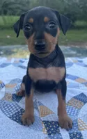Lucille, a female Miniature Pinscher for sale in Rolla, MO – 2 of 9