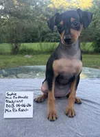 Sophie SMALL F, a female Miniature Pinscher for sale in Rolla, MO – 9 of 9