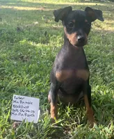 Porter SMALL M, a male Miniature Pinscher for sale in Rolla, MO – 8 of 9