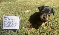 Walter SMALL M, a male Miniature Pinscher for sale in Rolla, MO – 6 of 7